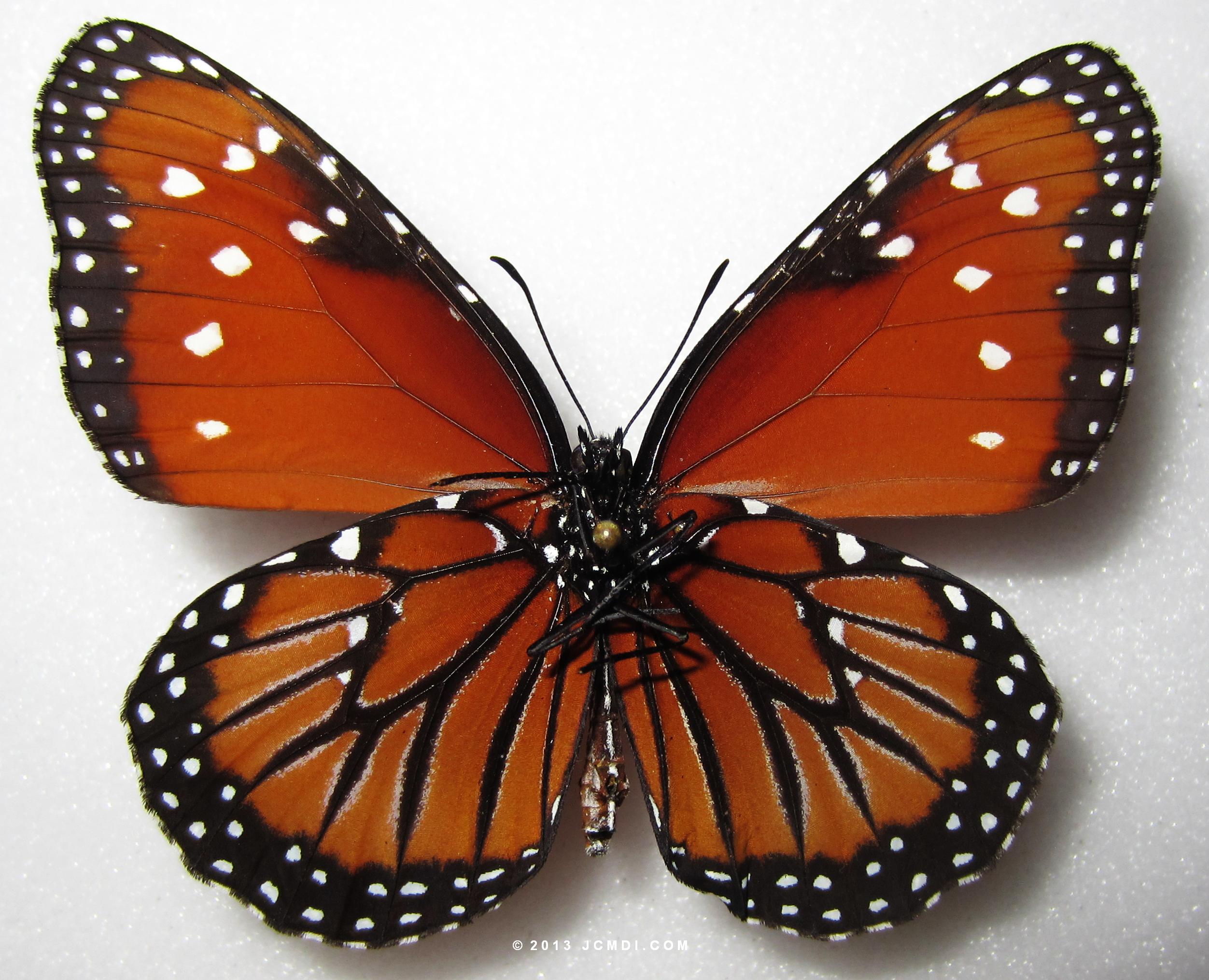 Queen (Danaus gillippus) underside